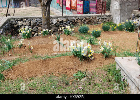 Anantnag, India. 25 Mar, 2017. Juma Khan il suo figlio più giovane & altri due Civillians è sepolto a fianco in un cimitero del villaggio dedicato per le vittime di Pathribal Brakpora e. Credito: Muneeb Ul Islam/Pacific Press/Alamy Live News Foto Stock