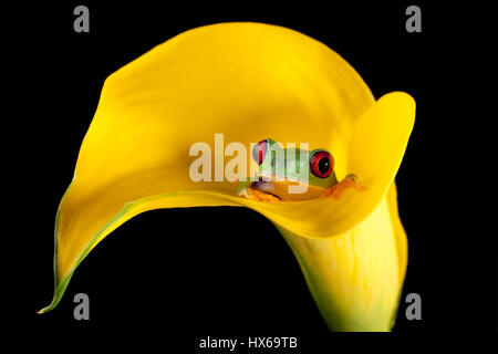 Un pollice rosso-eyed raganella in un arum lily Foto Stock