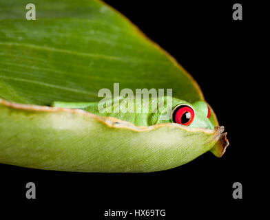 Con gli occhi rossi raganella sulla banana leaf Foto Stock