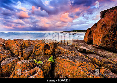 In arenaria rossa rocce costiere e massi rivestiti da batteri che li rendono rosso con piccola pianta verde su pietre dure. Australian Pacific Coast vicino Foto Stock