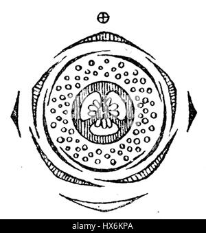 Il Myrtus communis, o myrtle, è un arbusto profumato sempreverde noto per le sue foglie aromatiche e i fiori bianchi o rosa simili a stelle. Spesso utilizzata nei giardini decorativi e nella medicina tradizionale, la pianta ha un significato simbolico in varie culture. Il diagramma dei fiori illustra la struttura floreale distinta, sottolineandone i petali e le parti riproduttive. Foto Stock