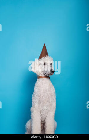 Studio shot di un cane che indossa un cappello di partito. Royal barboncino. Ritratto in studio su sfondo blu Foto Stock