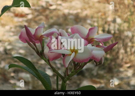 Fiori di plumeria, frangipani sono più fragranti di notte al fine di esca sphinx falene per impollinare loro. un arbusto o un piccolo albero con fiori geogeous. Foto Stock