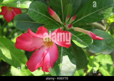 Fiori di plumeria, frangipani sono più fragranti di notte al fine di esca sphinx falene per impollinare loro. un arbusto o un piccolo albero con fiori geogeous. Foto Stock