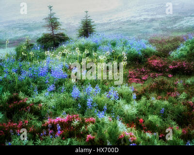 Campo di vari fiori selvaggi e nebbia. Mt. Rainier National Park, Washington Foto Stock
