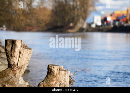 Il moncone nei pressi di un fiume Foto Stock