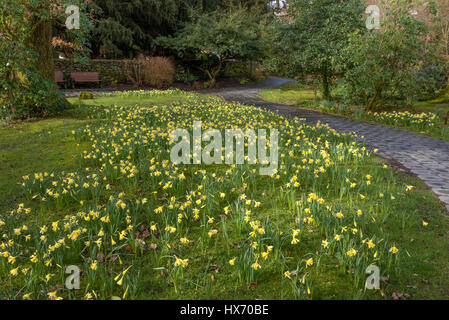 Il Daffodil giardino dietro il negozio di panpepato in Grasmere Foto Stock