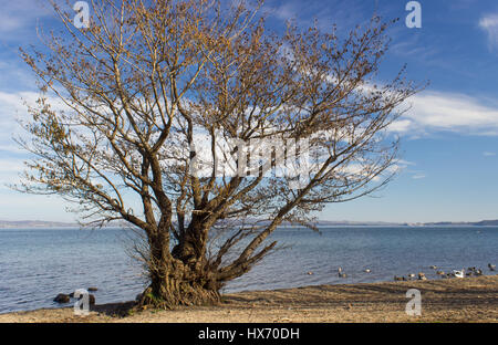 Un inverno vista in una giornata di sole e di un albero di quercia sul lago di Bracciano, vicino Roma, Italia Foto Stock