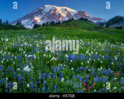 Prato di fiori selvaggi e Mt. Rainier. Mt. Rainier National Park, Washington Foto Stock