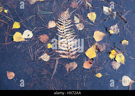 Foglie di autunno nella pozza, Sutton Heath, Suffolk, Regno Unito. Foto Stock