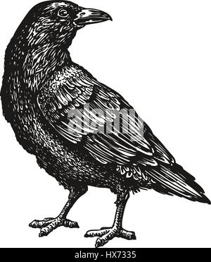 Disegnate a mano il corvo nero. Raven, bird sketch, illustrazione vettoriale Illustrazione Vettoriale