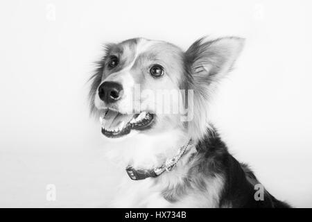 Shirley, bella collie Foto Stock