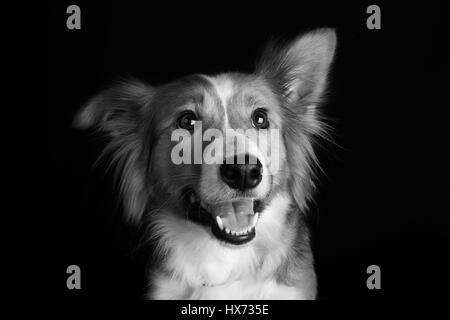 Shirley, bella collie Foto Stock