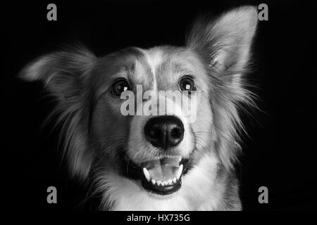 Shirley, bella collie Foto Stock