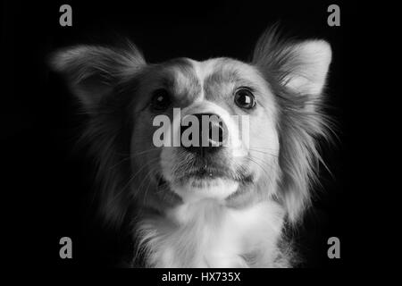 Shirley, bella collie Foto Stock