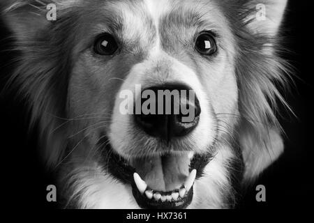 Shirley, bella collie Foto Stock