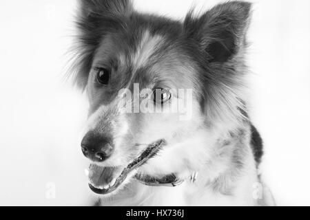 Shirley, bella collie Foto Stock