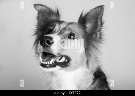 Shirley, bella collie Foto Stock