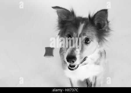 Shirley, bella collie Foto Stock