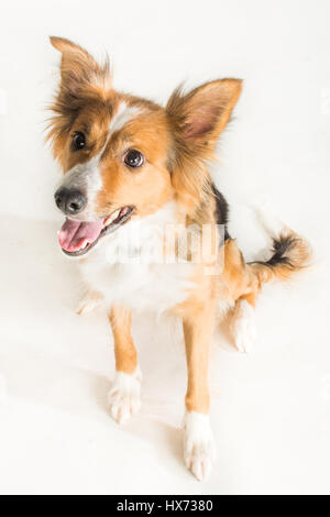 Shirley, bella collie Foto Stock