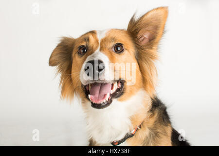 Shirley, bella collie Foto Stock