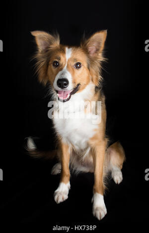 Shirley, bella collie Foto Stock