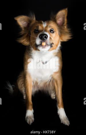 Shirley, bella collie Foto Stock