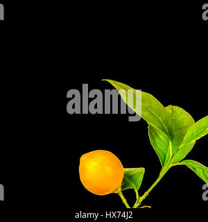 Frutta di limone sulla levetta con sfondo nero Foto Stock