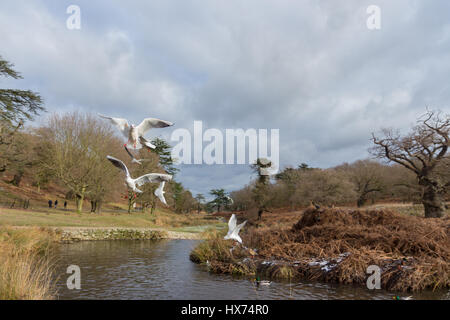 Uccelli in volo su acqua in campagna Foto Stock