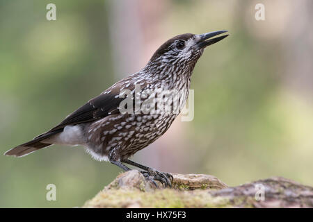 Schiaccianoci (Nucifraga caryocatactes) sul tronco di albero, Tirolo, Austria Foto Stock