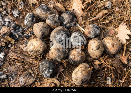 Patate cotte in legno. Patate al forno. Foto Stock