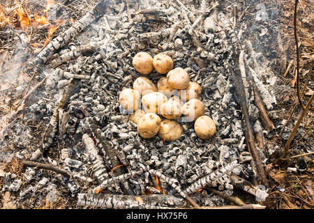 Iniziare la cottura delle patate nel fuoco. Patate gettati in cenere. Foto Stock