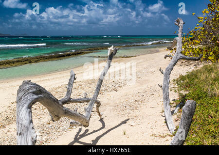 Iguana,animale,rettile,natura,l'ecologia,dettaglio,colore,selvatica,PET,l'ambiente,habitat,soleggiato,caraibi,l'America,comportamento,capretti,testa,occhio,Saint Vincent e Foto Stock