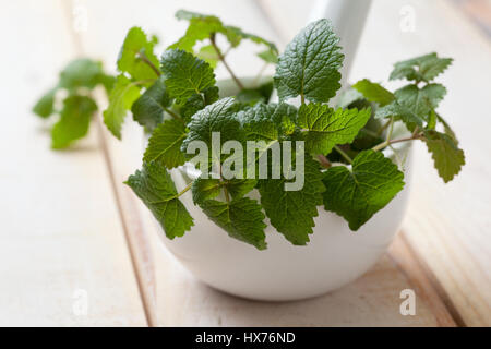 Di menta fresca in un bianco mortaio di ceramica su una luce sullo sfondo di legno Foto Stock