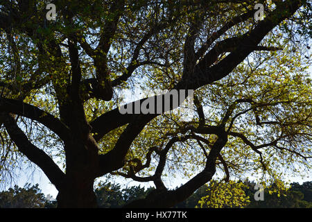 Il sole splende attraverso i rami di una grande quercia Live in primavera. Foto Stock