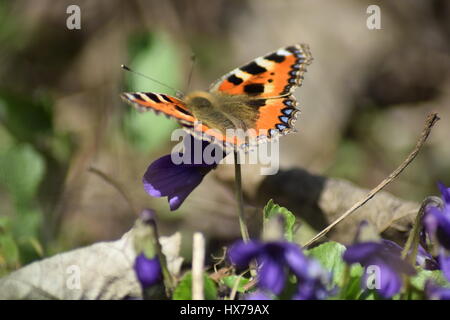 Piccola tartaruga butterfly su viole Foto Stock