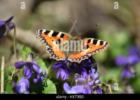 Piccola tartaruga butterfly su viole Foto Stock