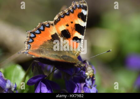 Piccola tartaruga butterfly su viole Foto Stock