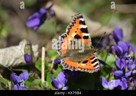 Piccola tartaruga butterfly su viole Foto Stock