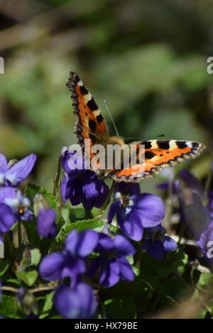 Piccola tartaruga butterfly su viole Foto Stock