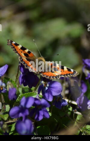 Piccola tartaruga butterfly su viole Foto Stock