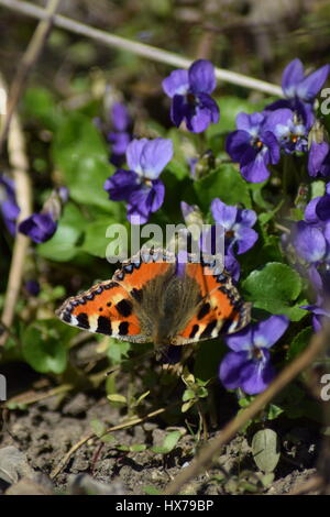 Piccola tartaruga butterfly su viole Foto Stock