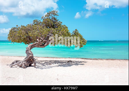 Divi divi tree su Aruba isola del Mar dei Caraibi Foto Stock