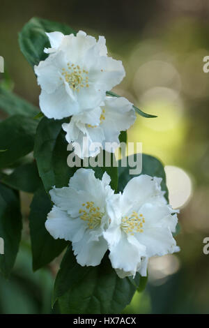 Filadelfo 'Manteau d'Hermine" Foto Stock