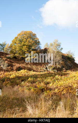 Quercia e nastro di betulle crescente nei pressi di Tarn Hows su una luminosa giornata autunnale che giace tra Coniston e Ambleside Lake District Cumbria Inghilterra England Foto Stock