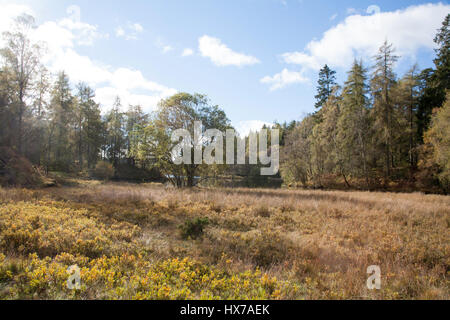 Il litorale di Tarn Hows su una luminosa giornata autunnale che giace tra Coniston e Ambleside il Lake District inglese Cumbria Inghilterra England Foto Stock