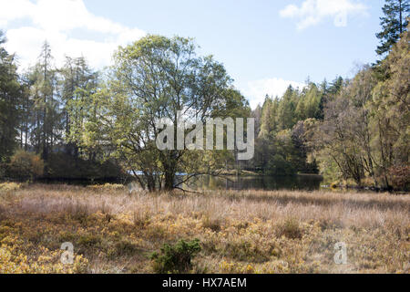 Il litorale di Tarn Hows su una luminosa giornata autunnale che giace tra Coniston e Ambleside il Lake District inglese Cumbria Inghilterra England Foto Stock