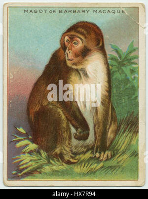 Il Magot, noto anche come Barbary macaque, è una specie di scimmia originaria del Nord Africa. È l'unico macaco trovato al di fuori dell'Asia ed è noto per il suo aspetto distintivo. Foto Stock