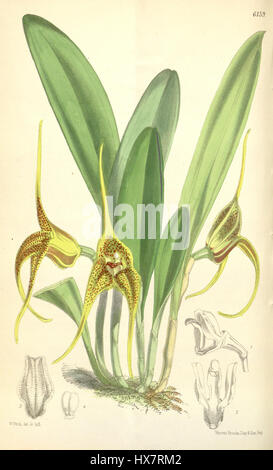 L'illustrazione di *Masdevallia peristeria*, pubblicata sul Curtis' Botanical Magazine nel 1875, mostra l'intricata bellezza di questa specie di orchidee. Nota per i suoi delicati fiori, questa pianta è un notevole esempio di arte botanica vittoriana. Foto Stock