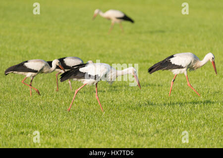 Cicogna bianca Ciconia ciconia nel recente falciare prati Foto Stock